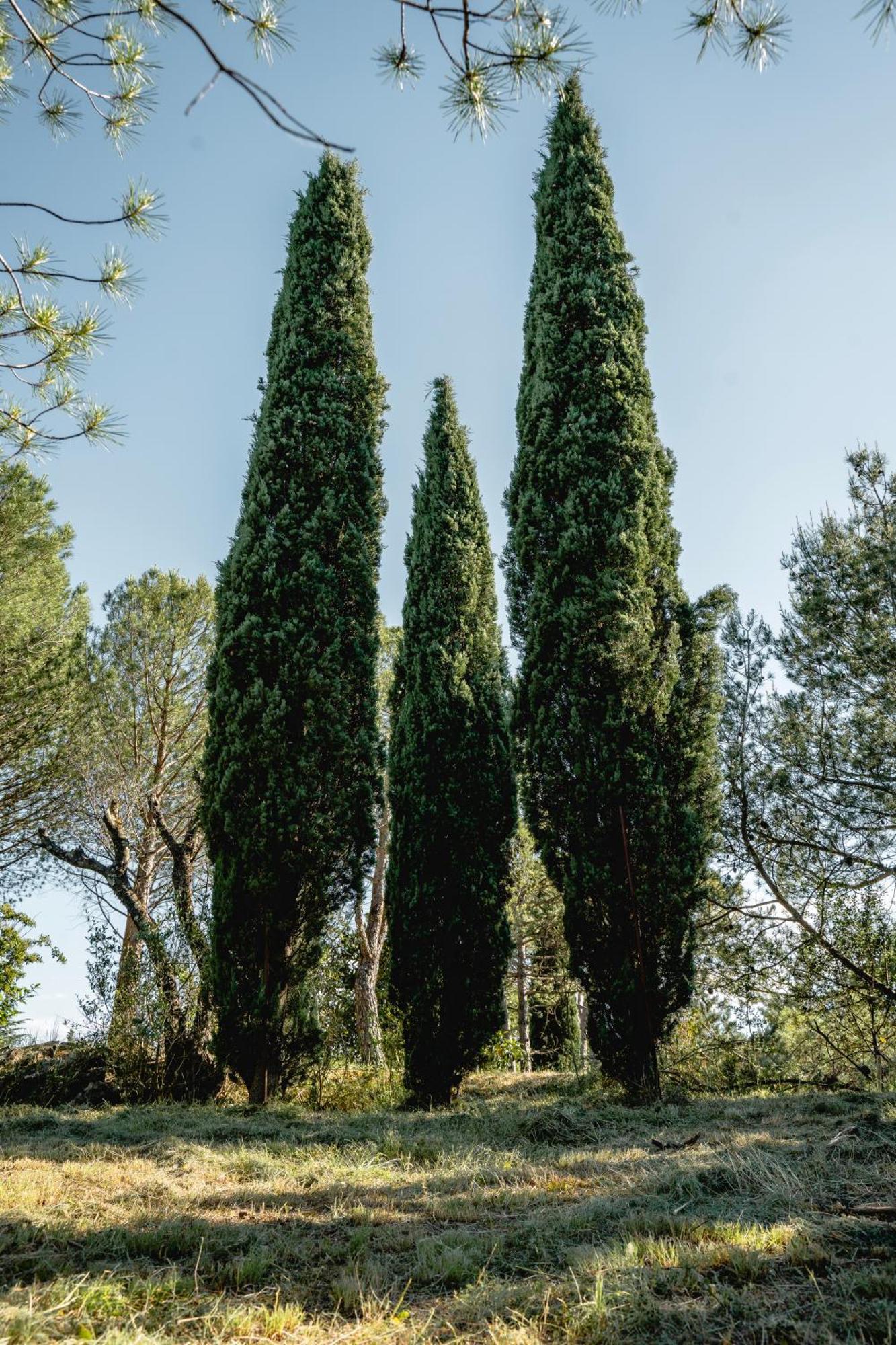 Отель Les Terres Aoyama Saint Julien Les Rosiers Экстерьер фото